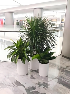 海曙盆景出租，为空间添独特自然韵味